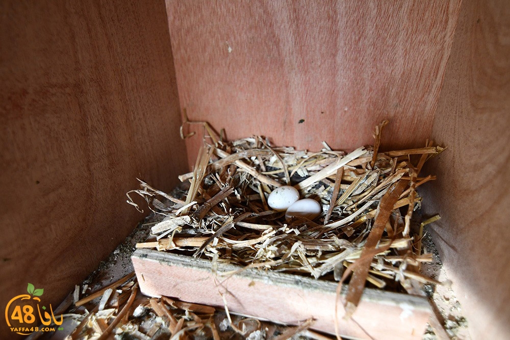 zohdi 3ashoor (19).jpeg